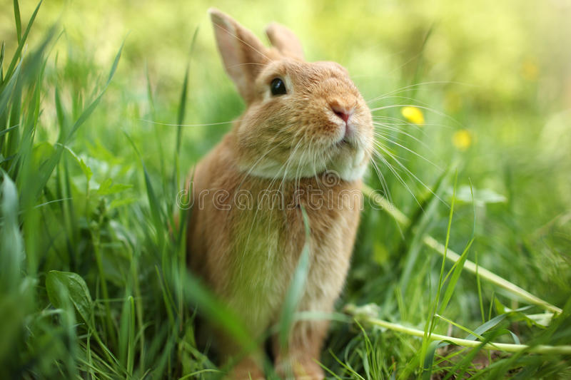 Detail Rabbit Stock Photo Nomer 41