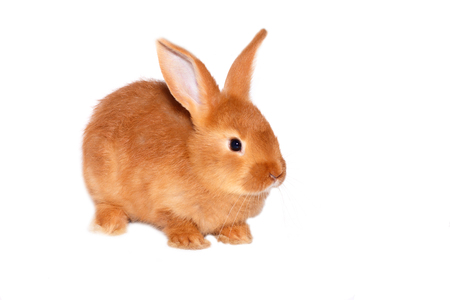 Detail Rabbit Stock Photo Nomer 42