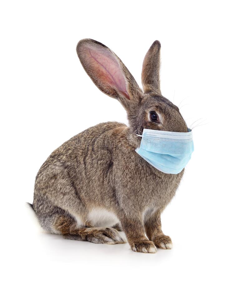 Detail Rabbit Stock Photo Nomer 43