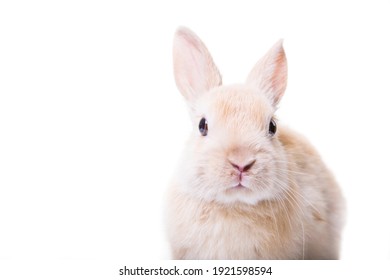 Detail Rabbit Stock Photo Nomer 44