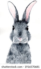 Detail Rabbit Stock Photo Nomer 45