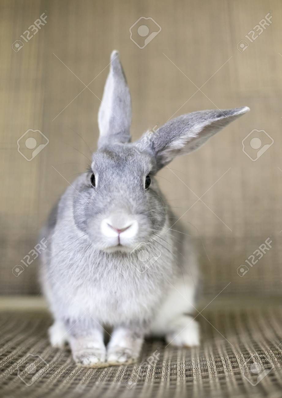 Detail Rabbit Stock Photo Nomer 48