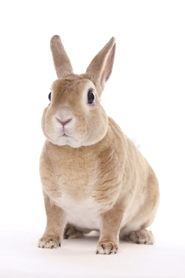Detail Rabbit Stock Photo Nomer 6