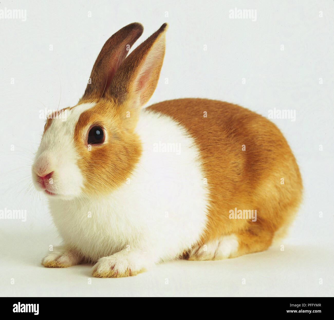 Detail Rabbit Stock Photo Nomer 50
