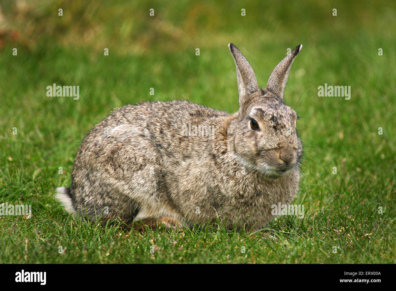 Detail Rabbit Stock Photo Nomer 51
