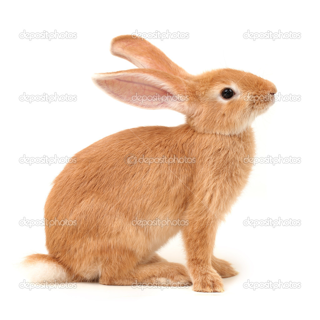 Detail Rabbit Stock Photo Nomer 52