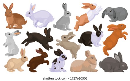 Detail Rabbit Stock Photo Nomer 53