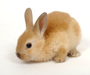 Detail Rabbit Stock Photo Nomer 56