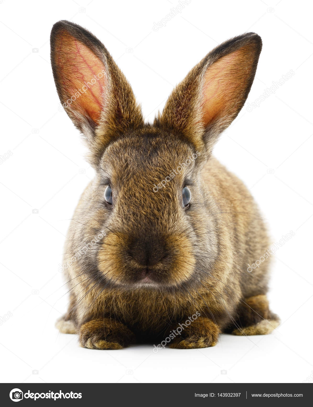 Detail Rabbit Stock Photo Nomer 57