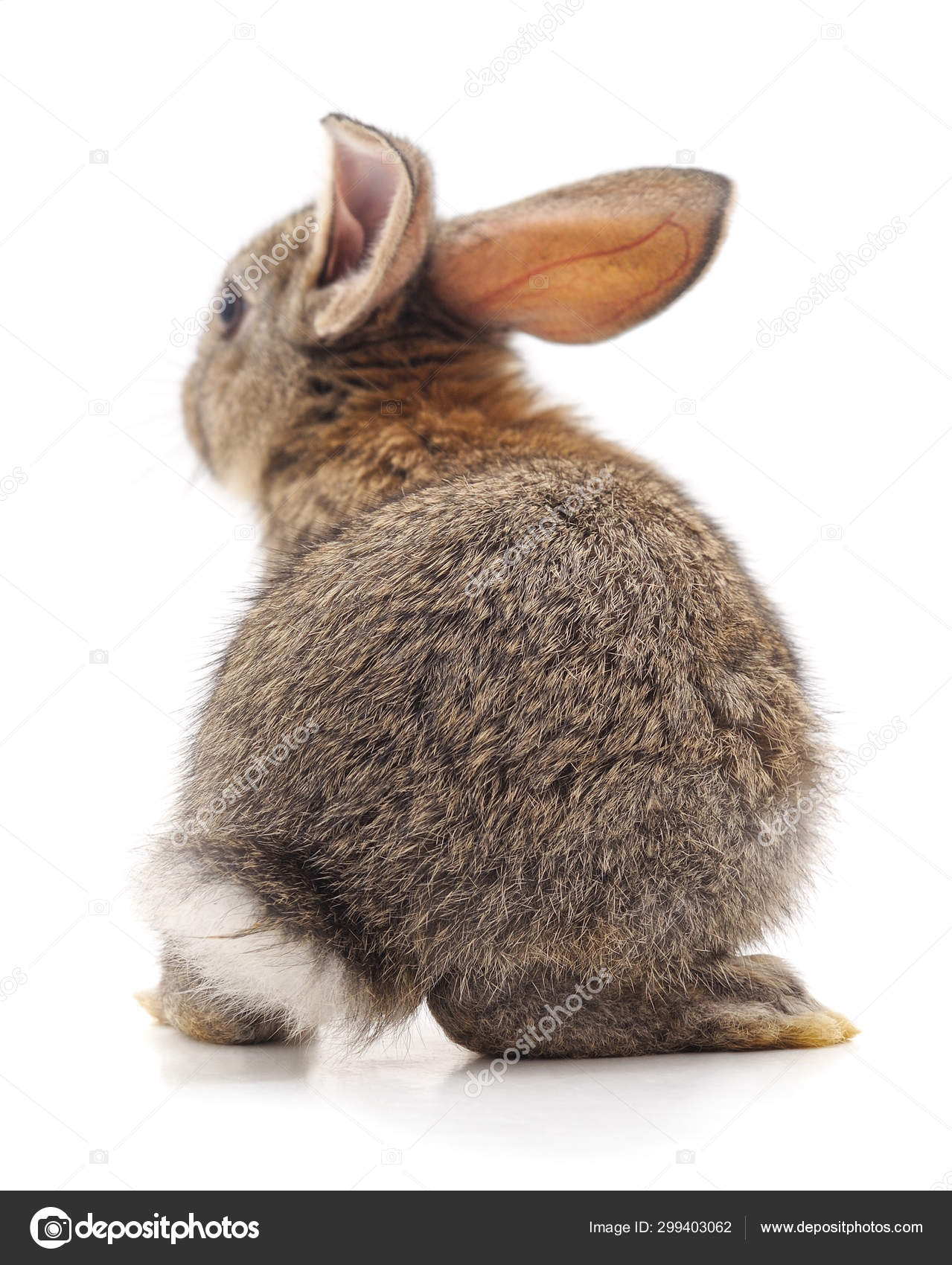 Detail Rabbit Stock Photo Nomer 58