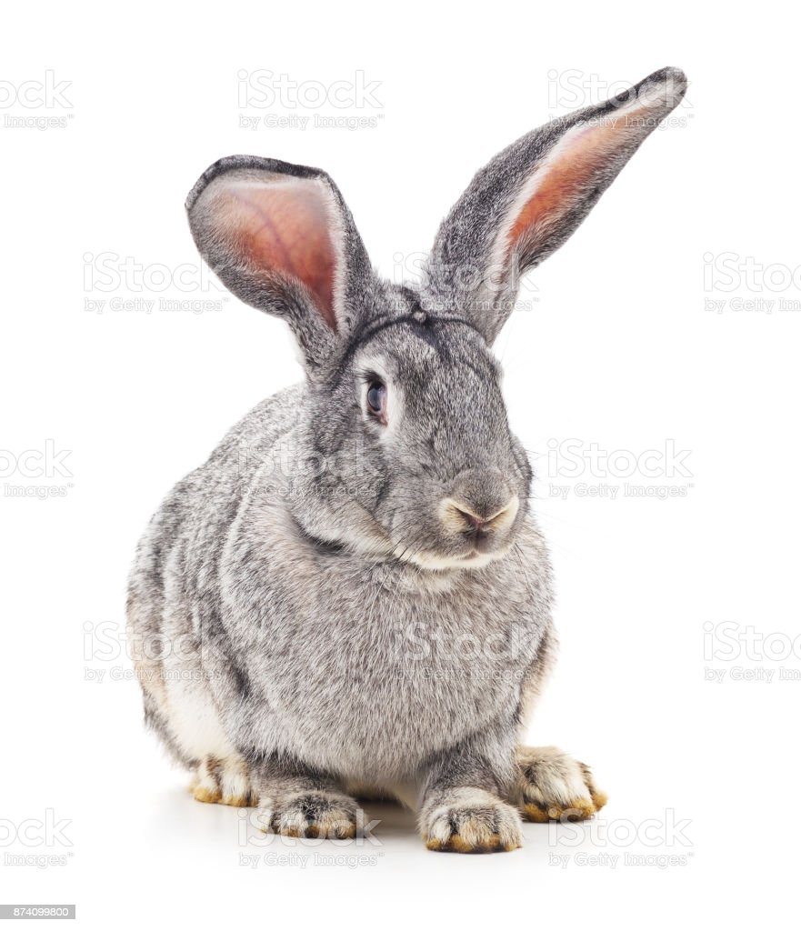 Detail Rabbit Stock Photo Nomer 7
