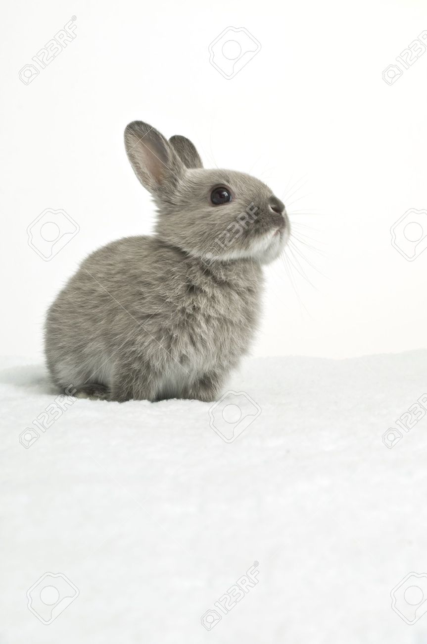 Detail Rabbit Stock Photo Nomer 8