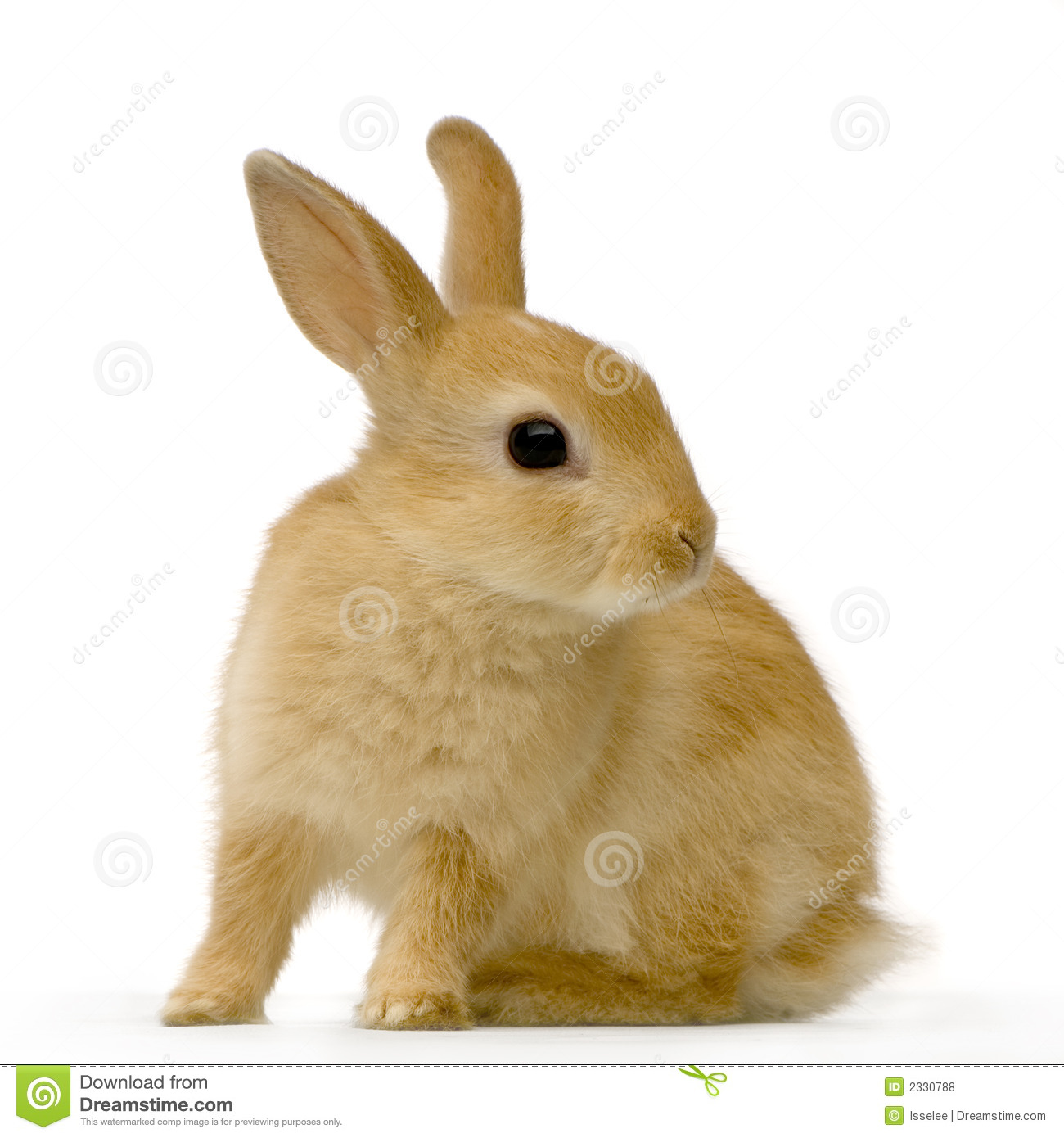 Detail Rabbit Stock Photo Nomer 10