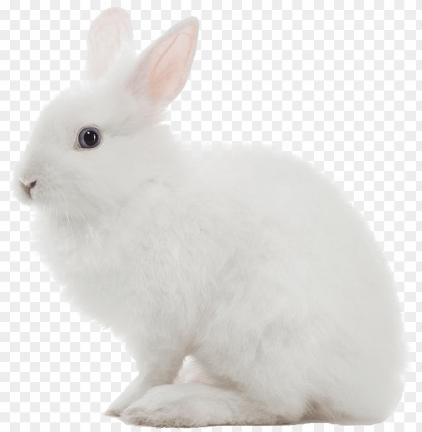 Rabbit Transparent - KibrisPDR
