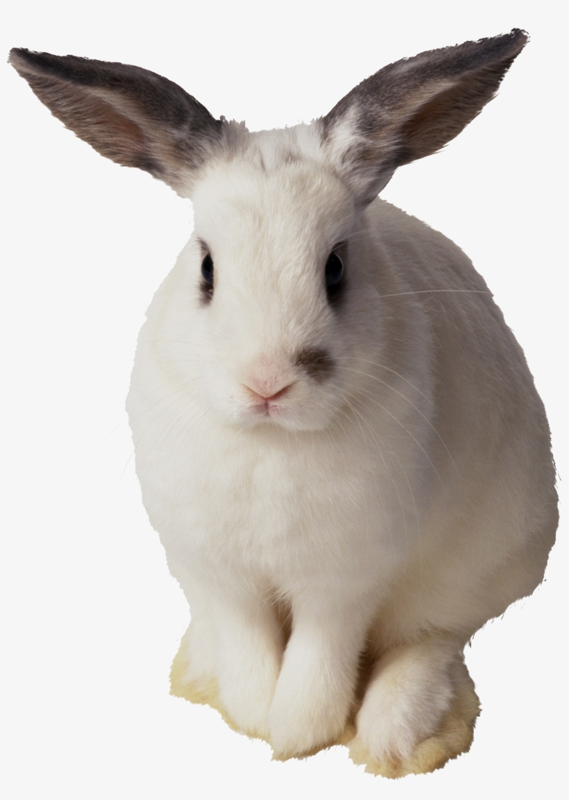 Detail Rabbit Transparent Nomer 12