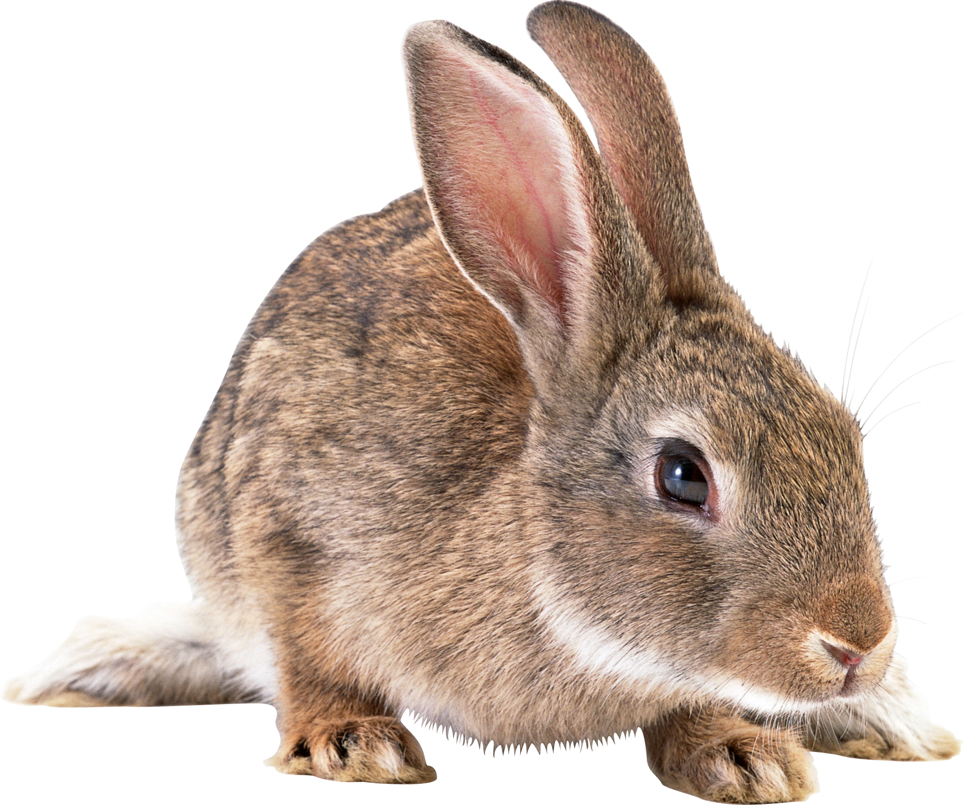 Detail Rabbit Transparent Nomer 16