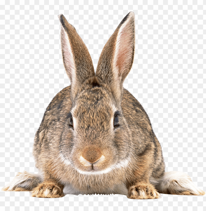 Detail Rabbit Transparent Nomer 22