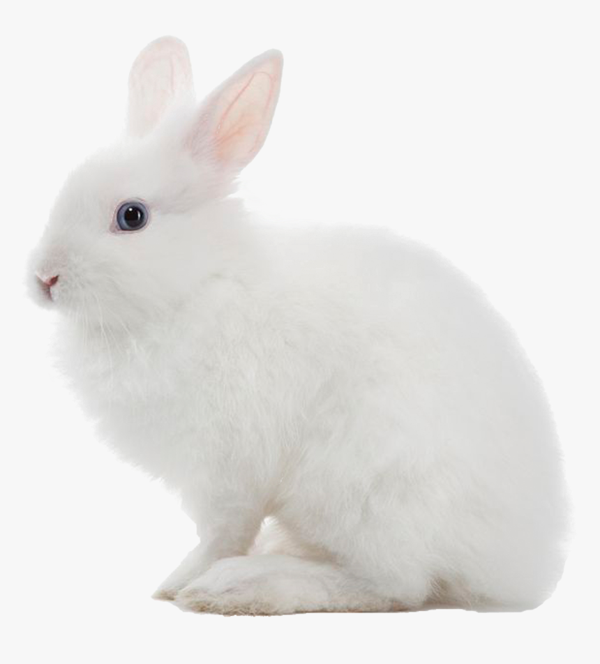 Detail Rabbit Transparent Nomer 27