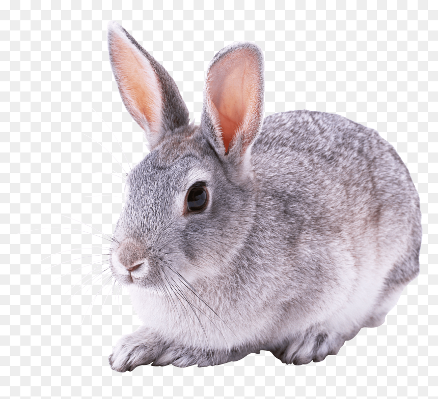 Detail Rabbit Transparent Nomer 29