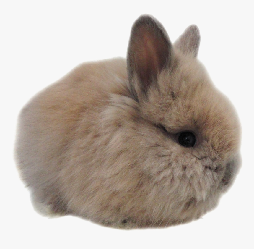 Detail Rabbit Transparent Nomer 30