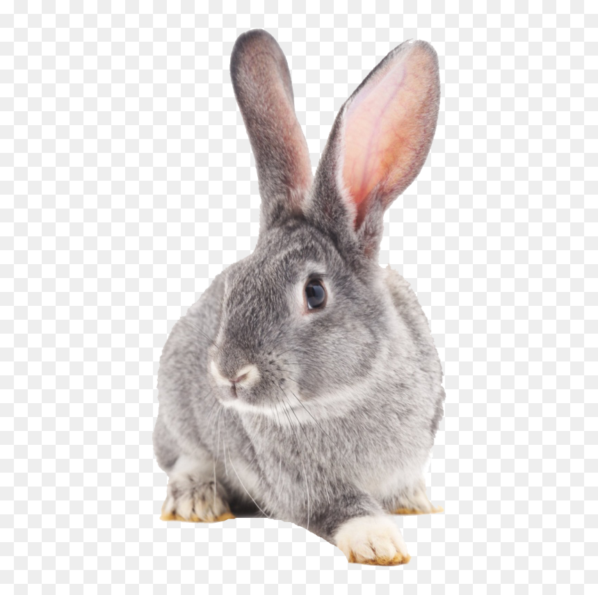 Detail Rabbit Transparent Nomer 31