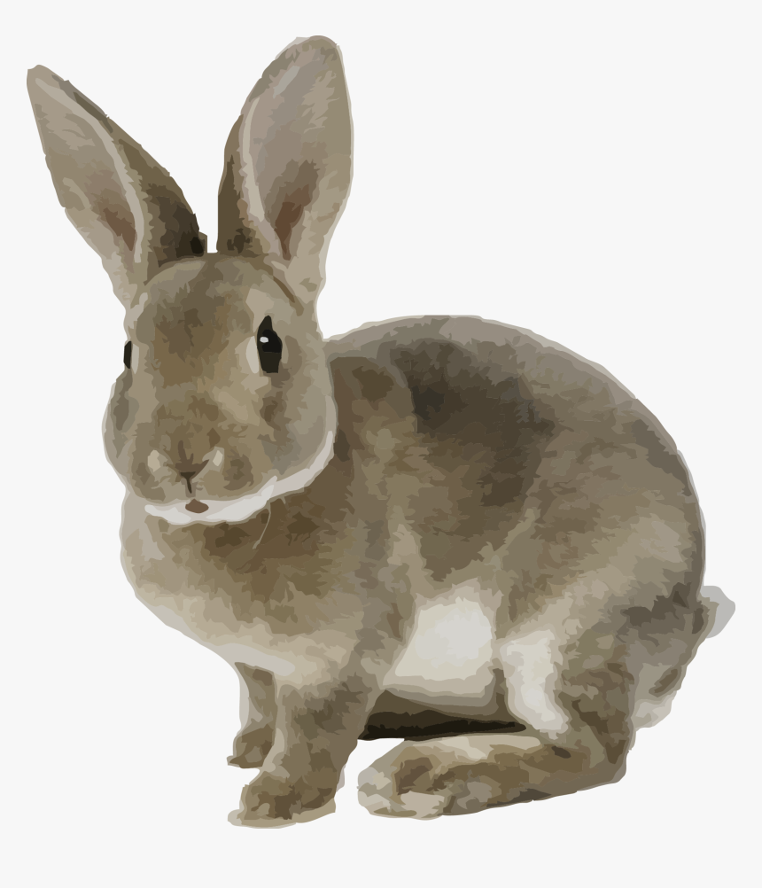 Detail Rabbit Transparent Nomer 37