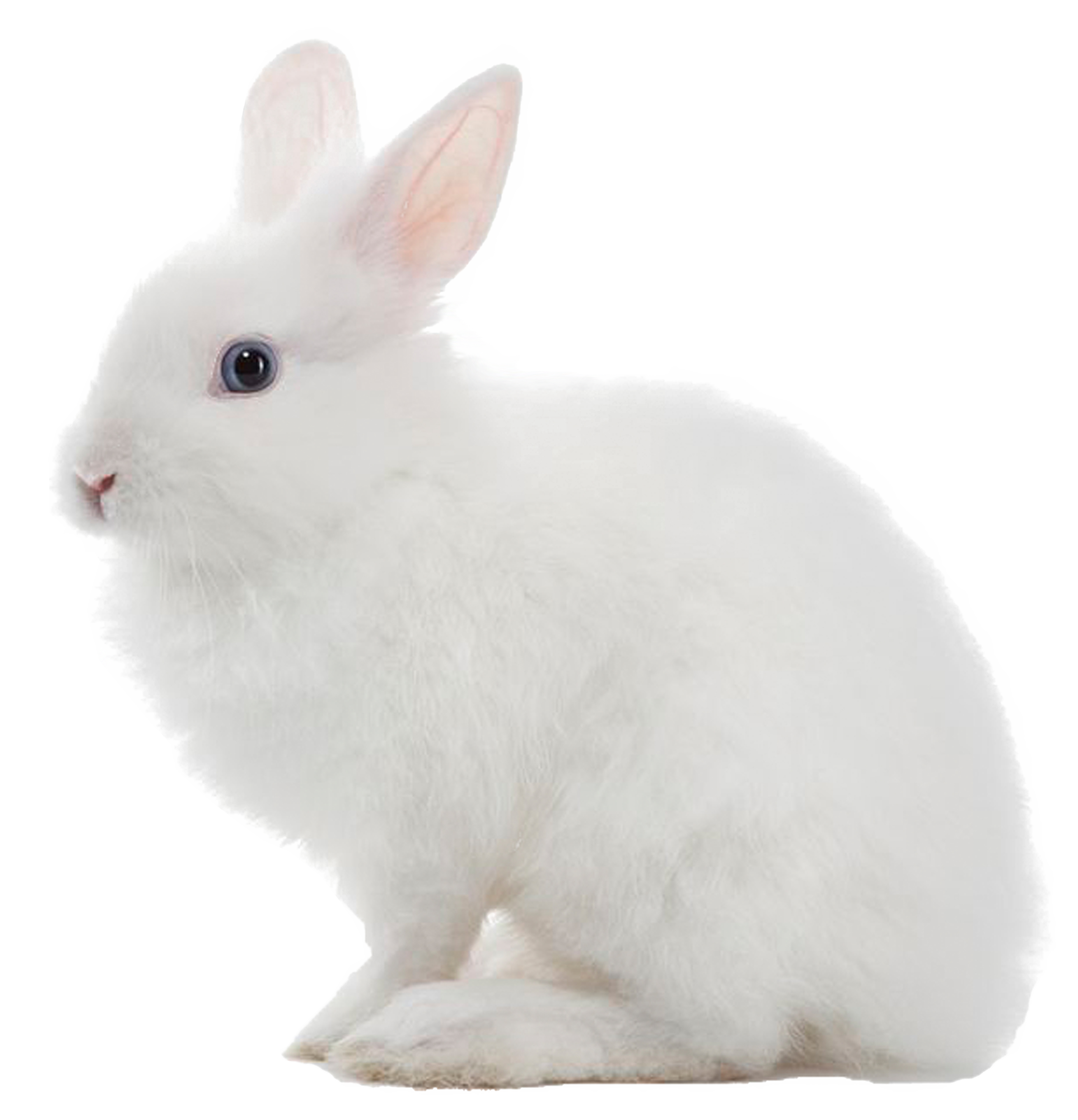 Detail Rabbit Transparent Nomer 38