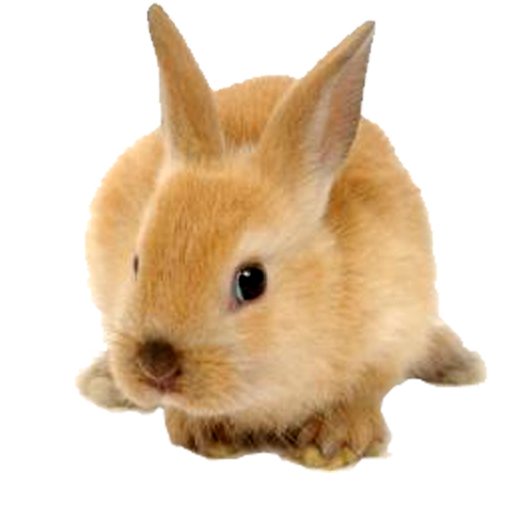 Detail Rabbit Transparent Nomer 40