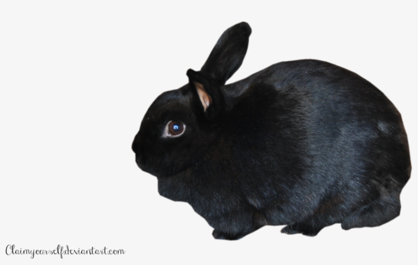 Detail Rabbit Transparent Nomer 43