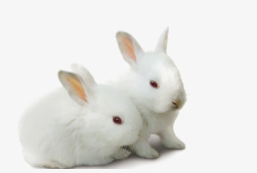 Detail Rabbit Transparent Nomer 45