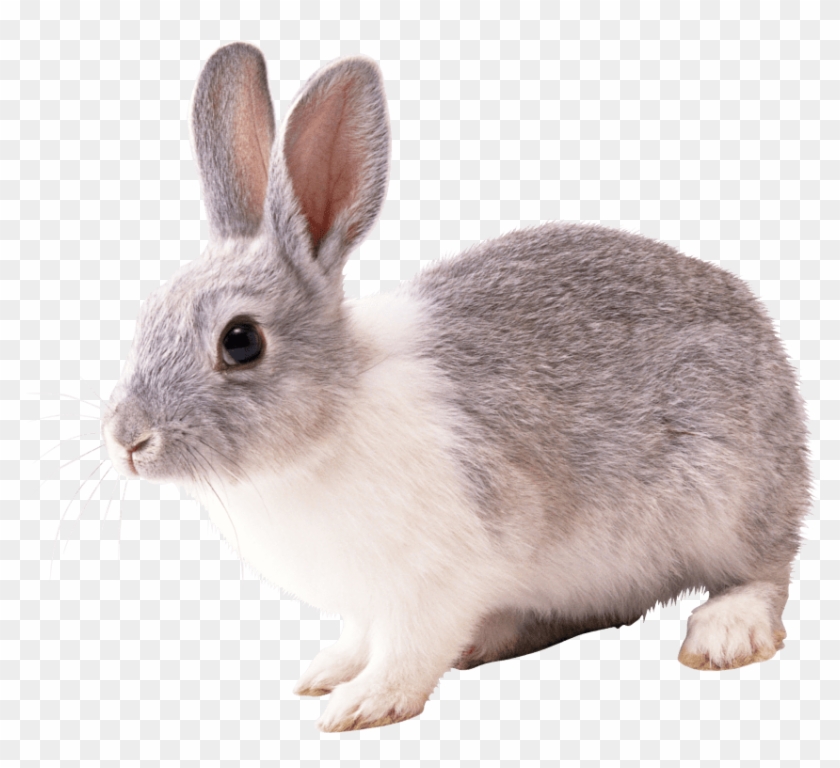 Detail Rabbit Transparent Nomer 9