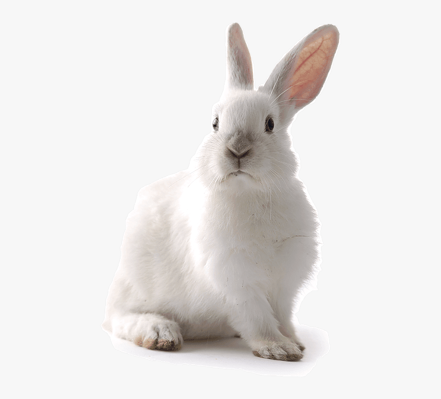 Detail Rabbit Transparent Background Nomer 2