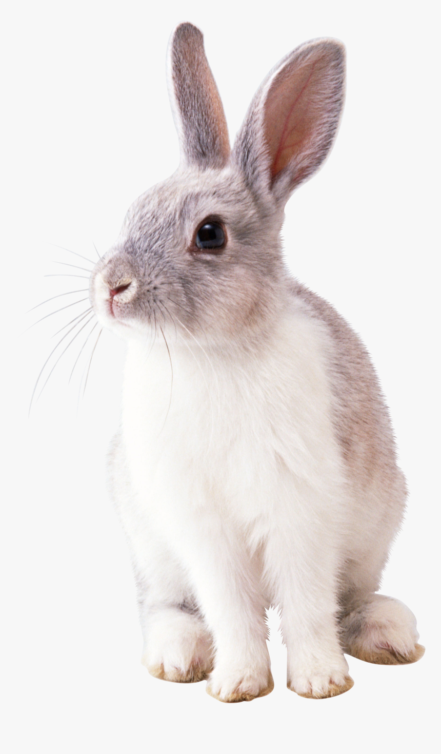 Detail Rabbit Transparent Background Nomer 11