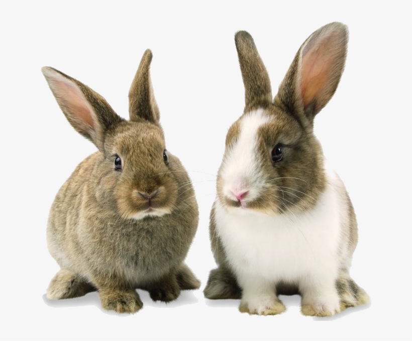 Detail Rabbit Transparent Background Nomer 13