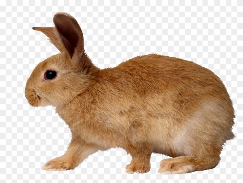 Detail Rabbit Transparent Background Nomer 14