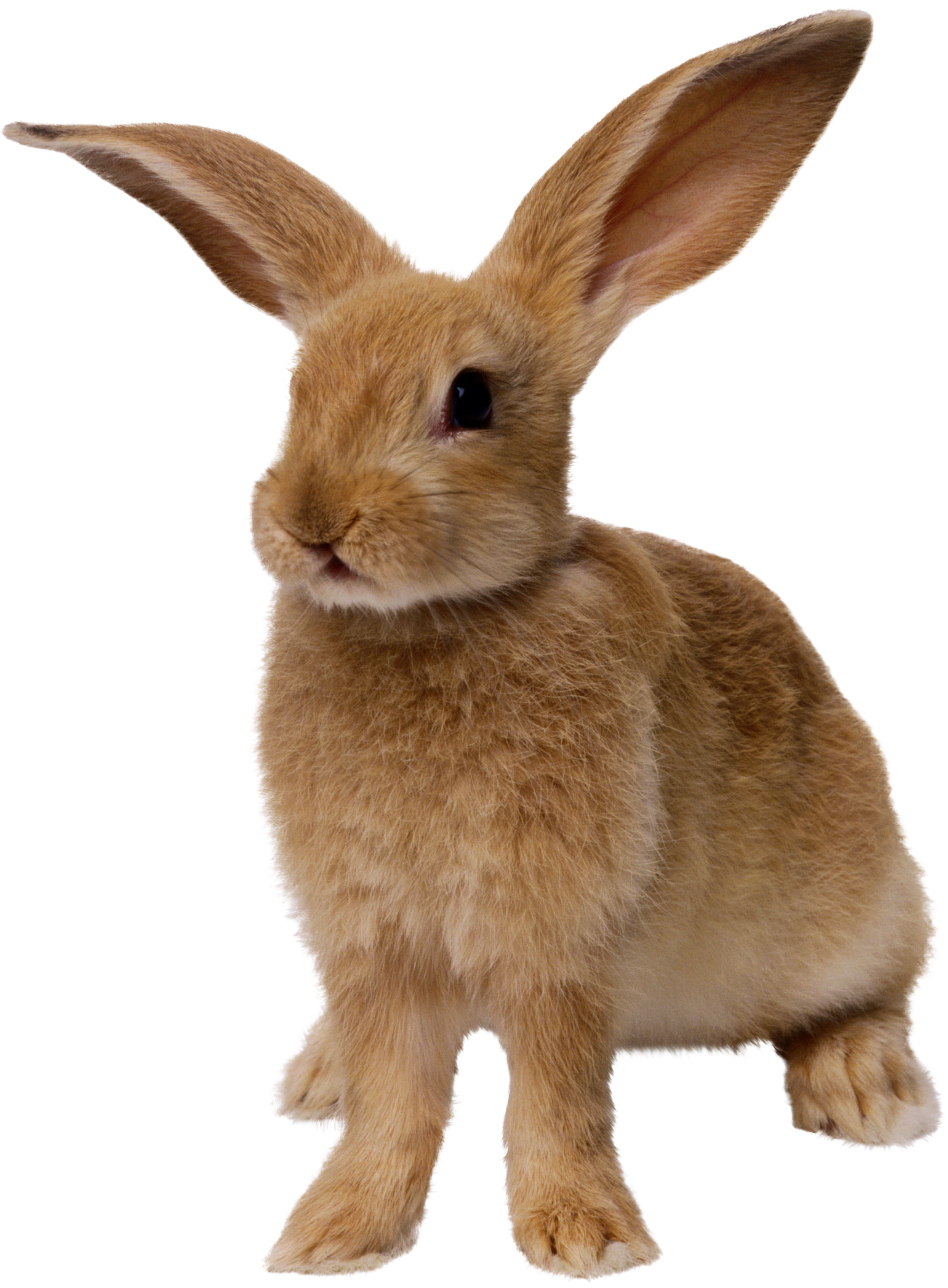 Detail Rabbit Transparent Background Nomer 15
