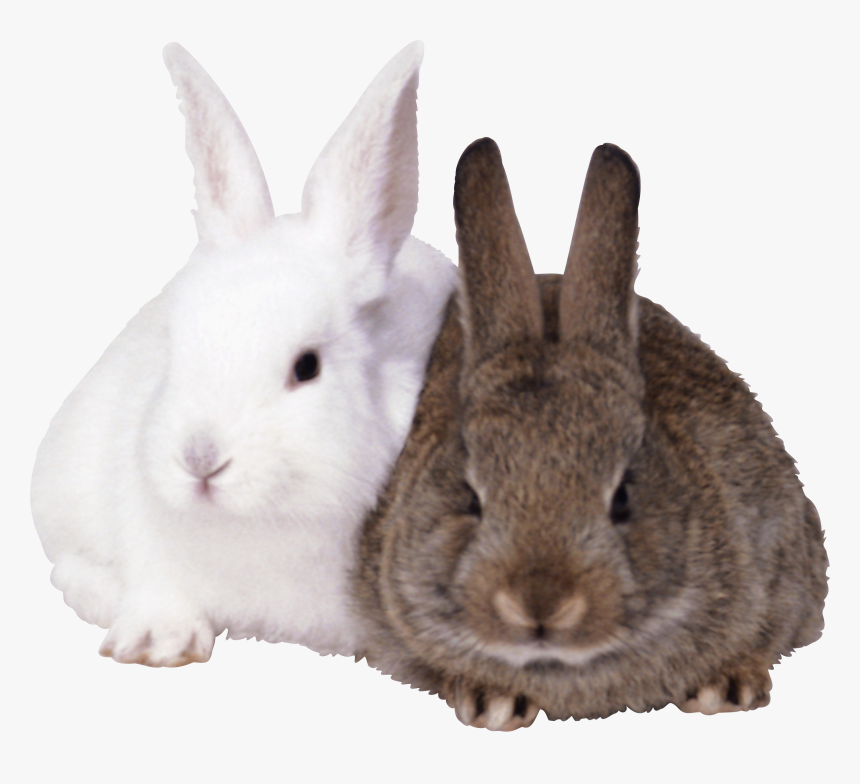 Detail Rabbit Transparent Background Nomer 18
