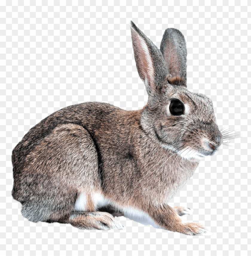 Detail Rabbit Transparent Background Nomer 19