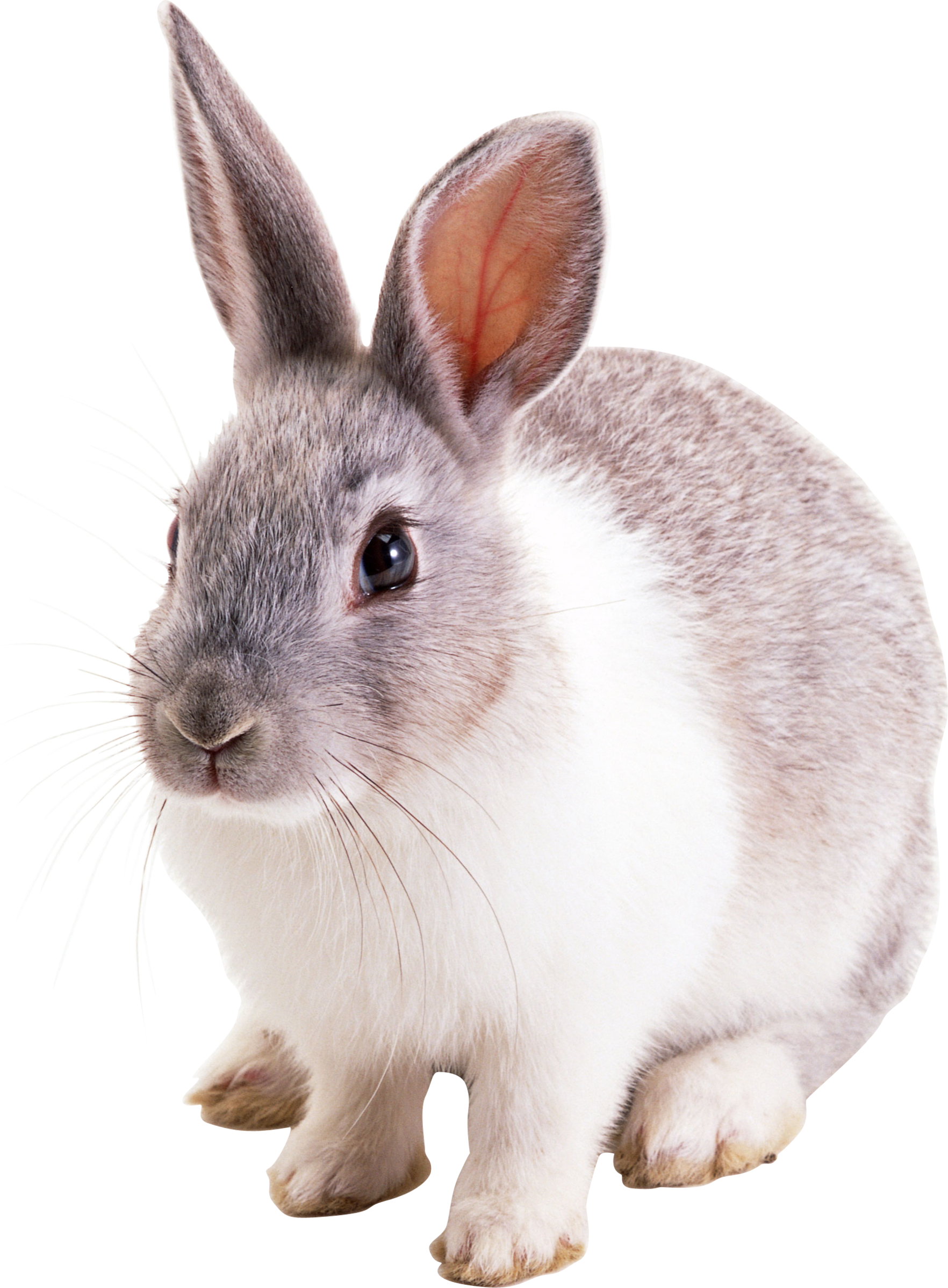 Detail Rabbit Transparent Background Nomer 20