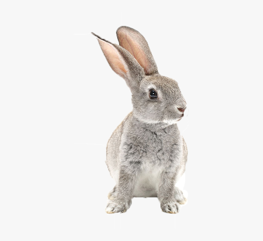 Detail Rabbit Transparent Background Nomer 21