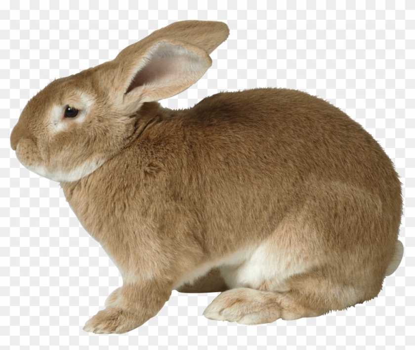 Detail Rabbit Transparent Background Nomer 22