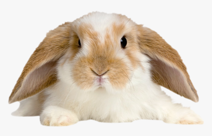 Detail Rabbit Transparent Background Nomer 23