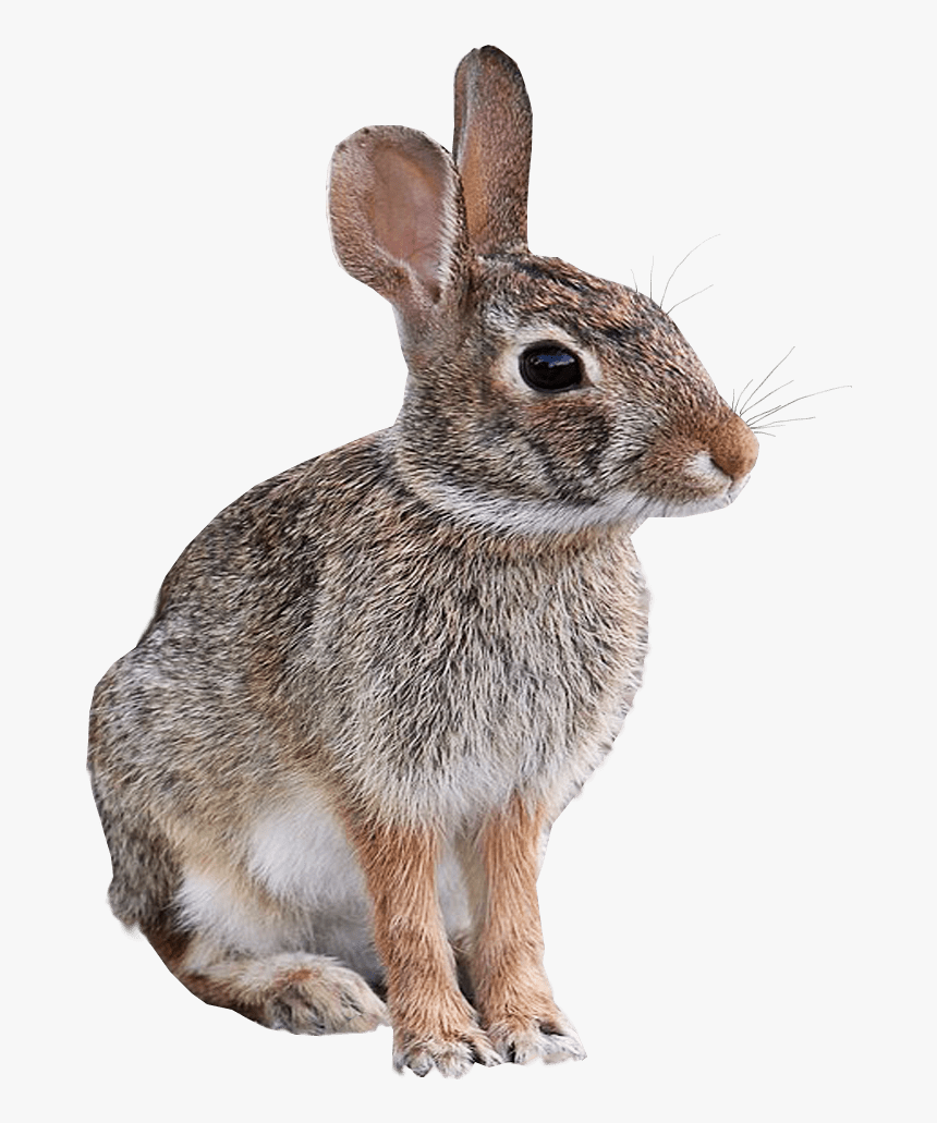 Detail Rabbit Transparent Background Nomer 25