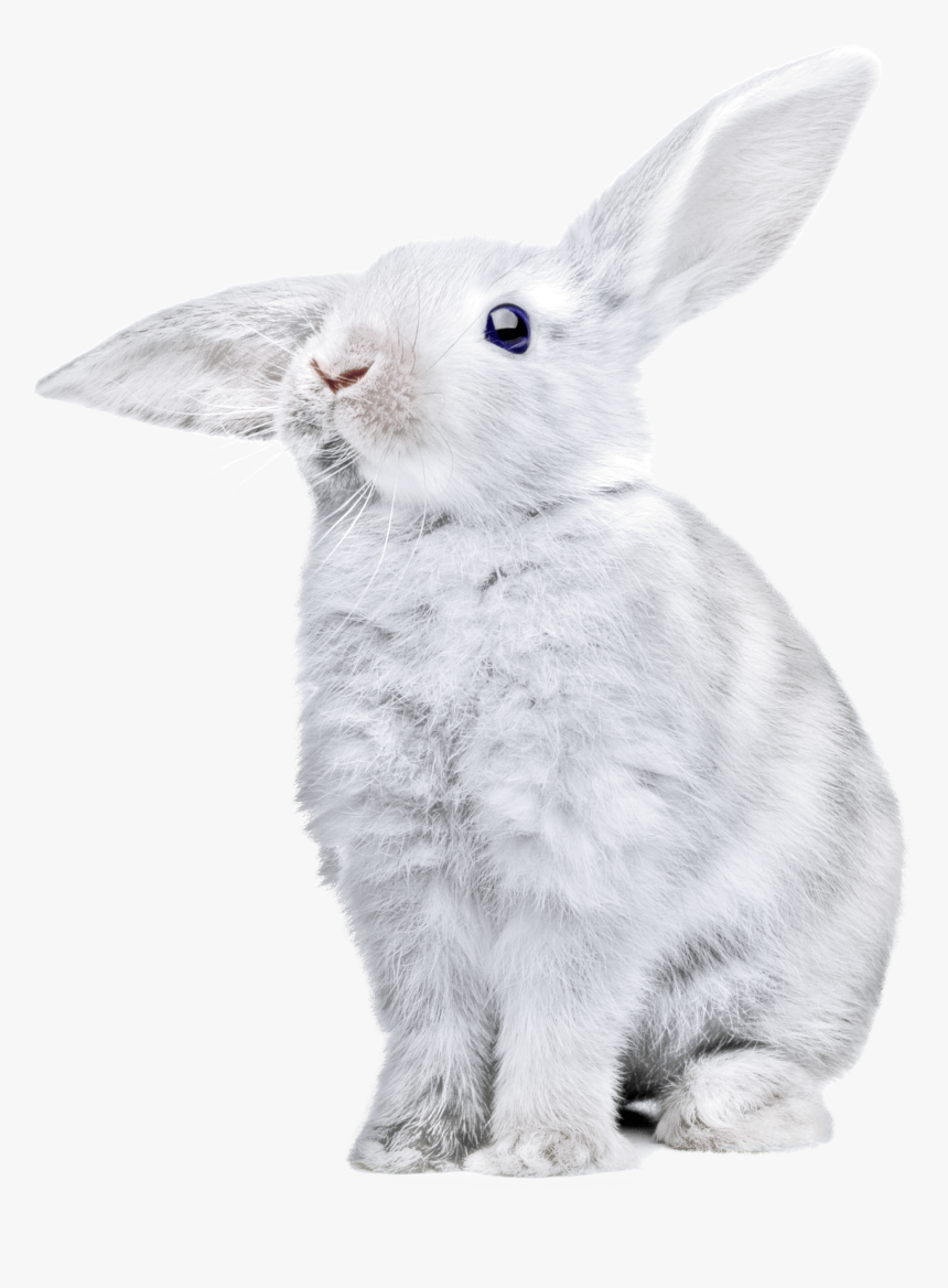 Detail Rabbit Transparent Background Nomer 33