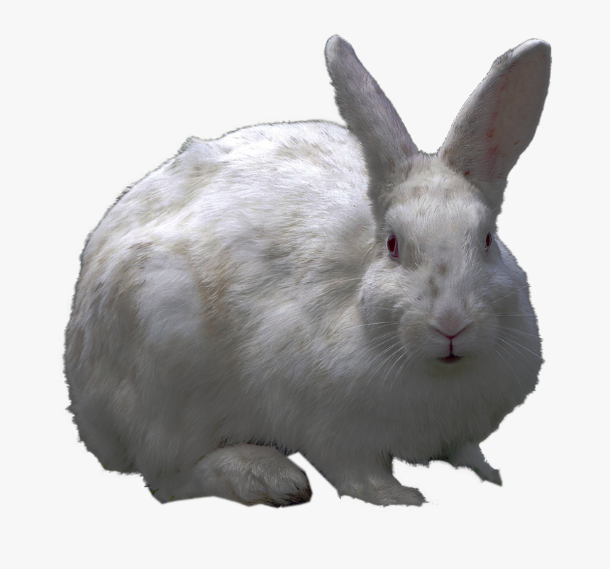 Detail Rabbit Transparent Background Nomer 41