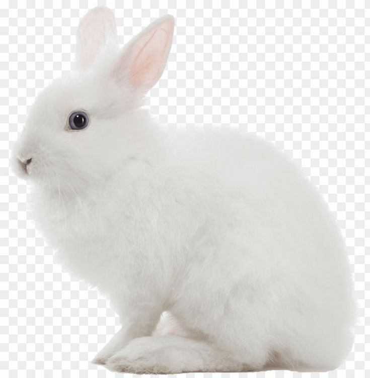 Detail Rabbit Transparent Background Nomer 6