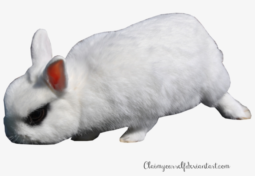 Detail Rabbit Transparent Background Nomer 46