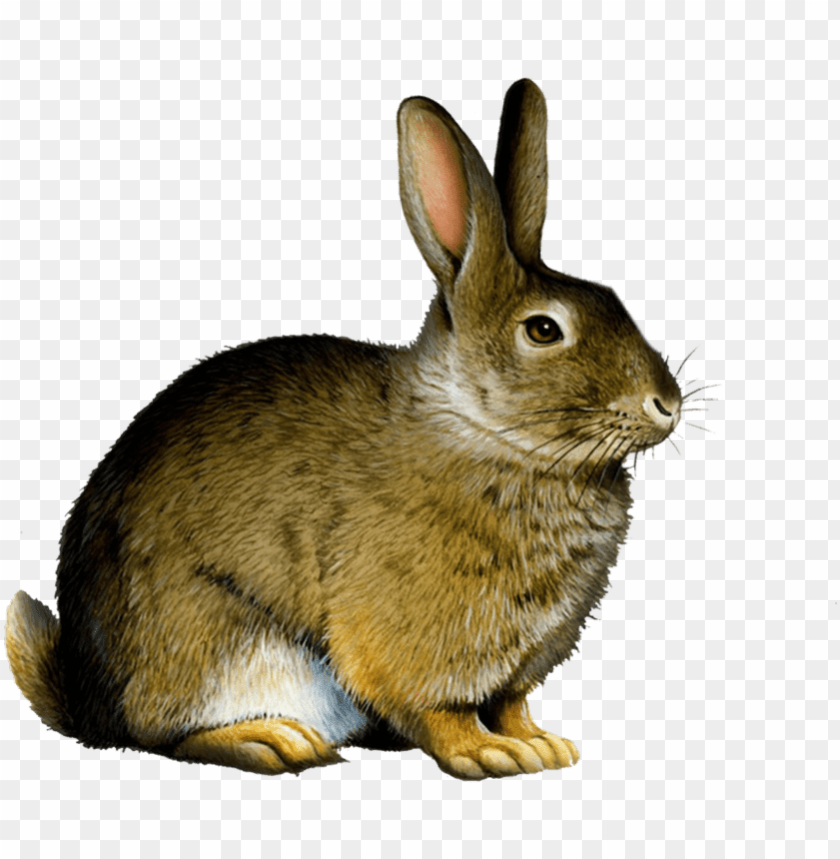 Detail Rabbit Transparent Background Nomer 8