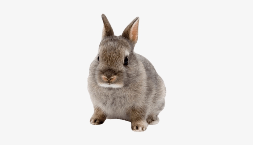 Detail Rabbit Transparent Background Nomer 9