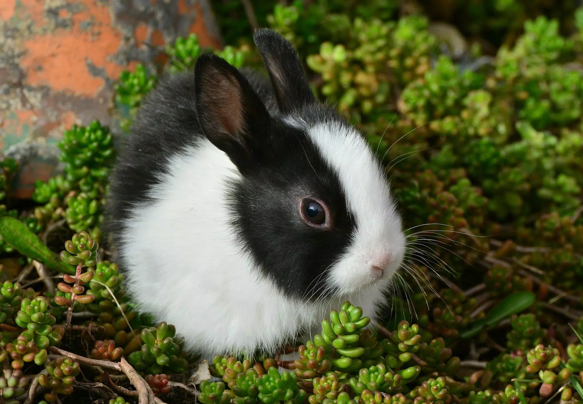 Detail Rabbit Wallpaper Hd Nomer 34